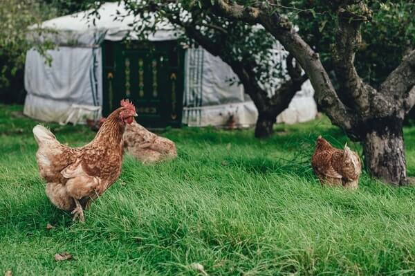 chickens farm summer